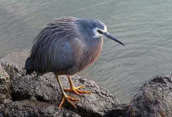 White-faced heron (Egretta novaehollandiae) - Free image #447667